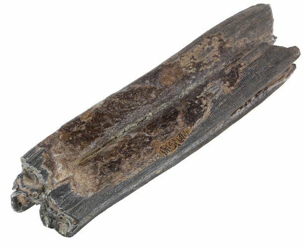 Pleistocene Aged Fossil Horse Tooth - Florida #53190